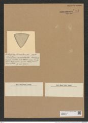 Triceratium incrassatum Castr. (de-Toni-Nr.: Genus 140, Species 3710) Zeichnungen Sammlung Grunow Nr. 7194 (NHMW-BOT-W0376177)